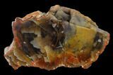 Polished, Rainbow Petrified Wood (Araucarioxylon) - Arizona #159704-1